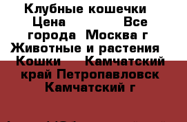 Клубные кошечки › Цена ­ 10 000 - Все города, Москва г. Животные и растения » Кошки   . Камчатский край,Петропавловск-Камчатский г.